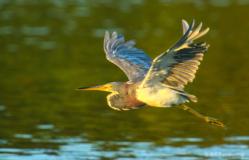 Tri-colored Heron