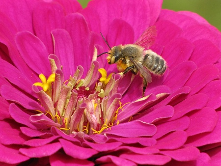 Busy Bee