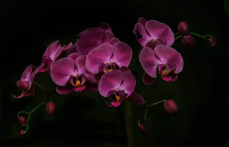 Rose Orchids