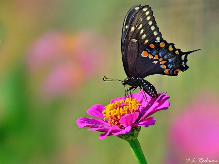 Butterfly on Flower