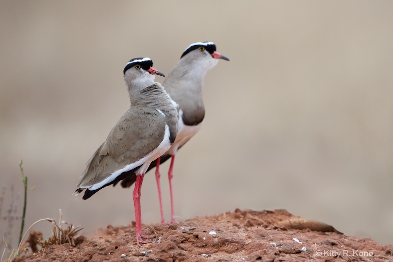 Two Crowned Plovers