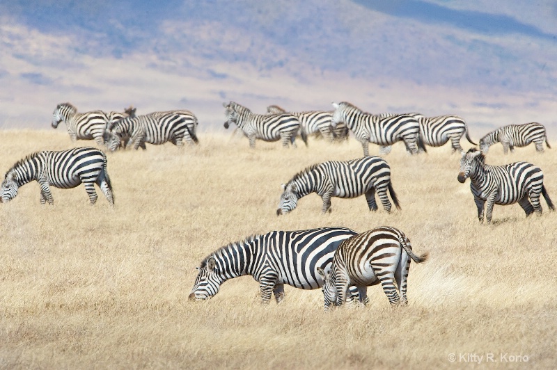 Zebras in Ngorongo Crater