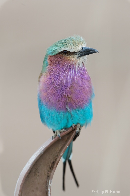 Lovely Lilac Breasted Roller
