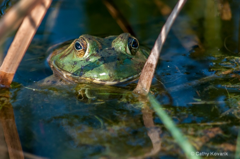 Frog Eyes