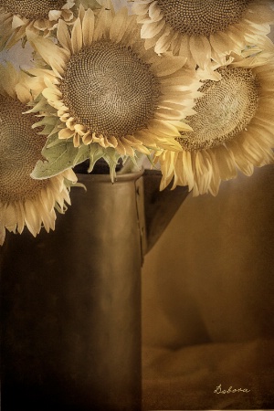 Sepia Suns