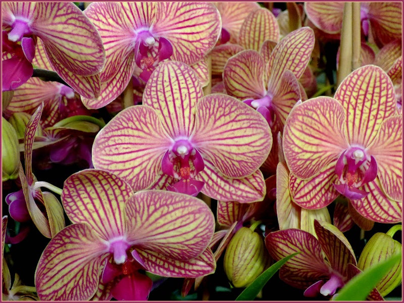 Striped Orchid Forest