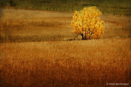Lone Tree in Autumn #1