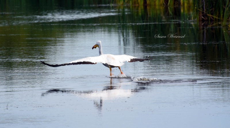 American Pelican Take Off