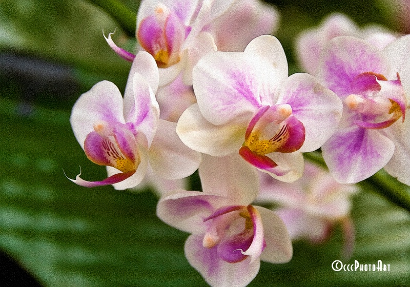 Dreamscape Orchids