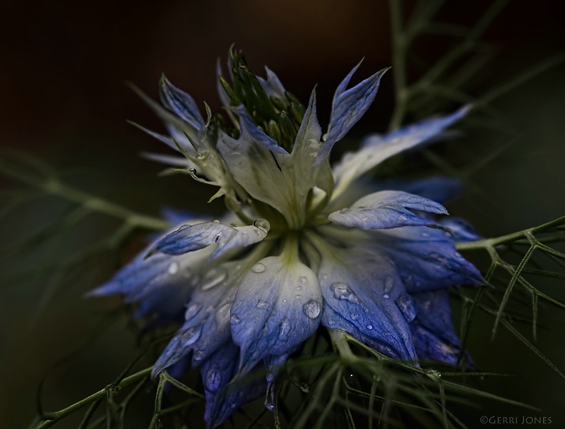 Homegrown Nigella From Seed Bank