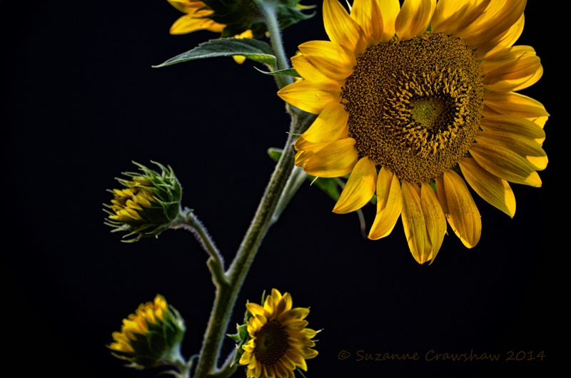 I "heart" Sunflowers!