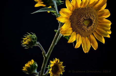 I "heart" Sunflowers!