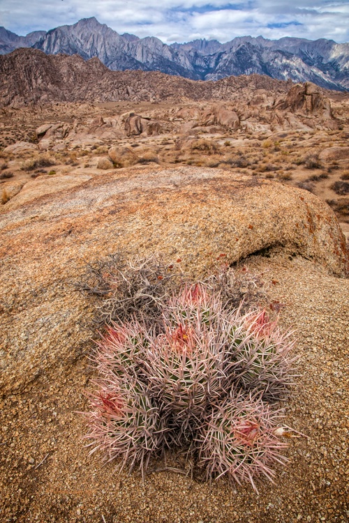 Cotton Head Cactus - ID: 14636252 © Patricia A. Casey