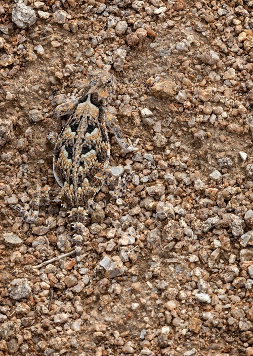 Desert Horned Lizard - ID: 14636253 © Patricia A. Casey