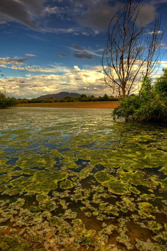 A Sea of Green