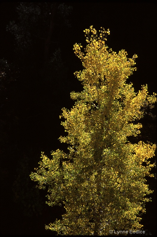 Backlit Fall Tree