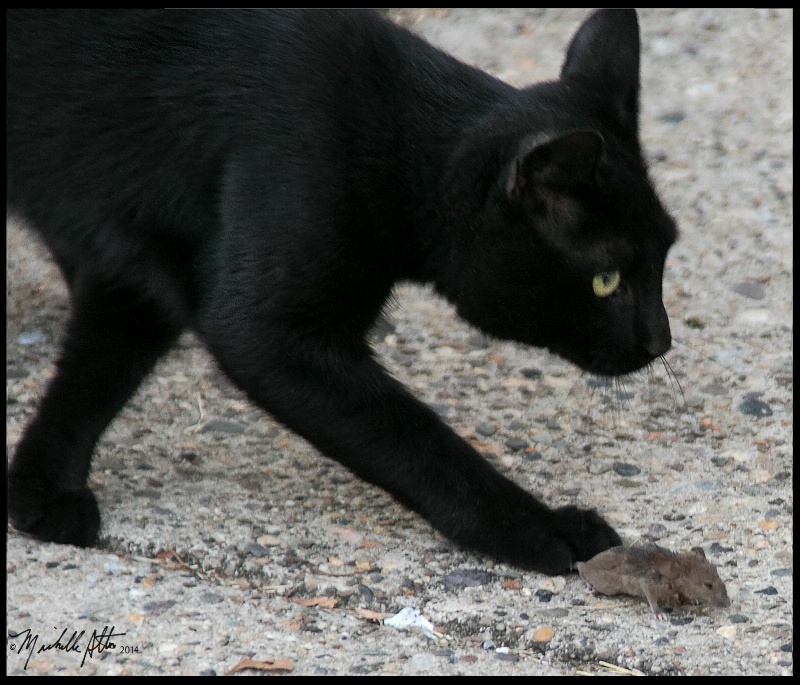 chat noir et la souris