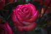Rose 21