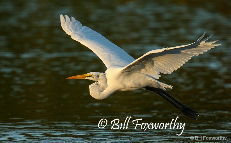 Great White Egret