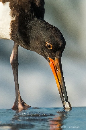 Young Oystercatcher finds a Clam
