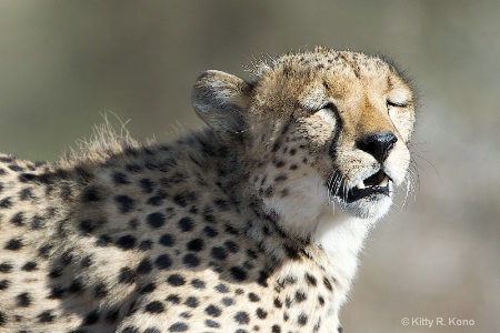 Cheetah Needing Sunglasses