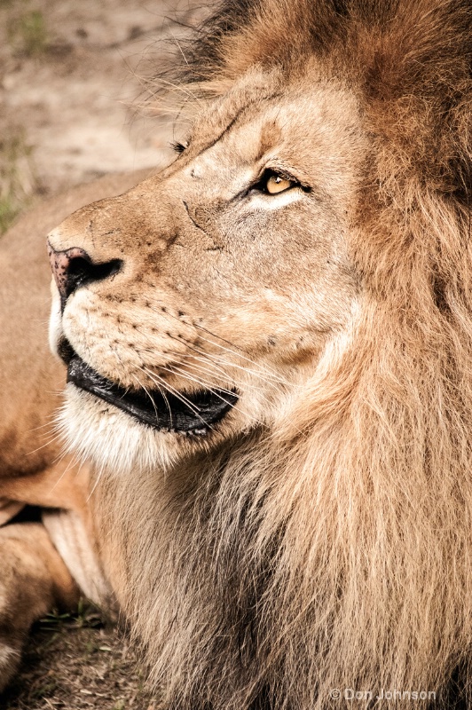 Lion Profile 103