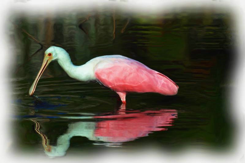 Beautiful Spoonbill