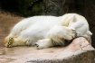 Shy Bear