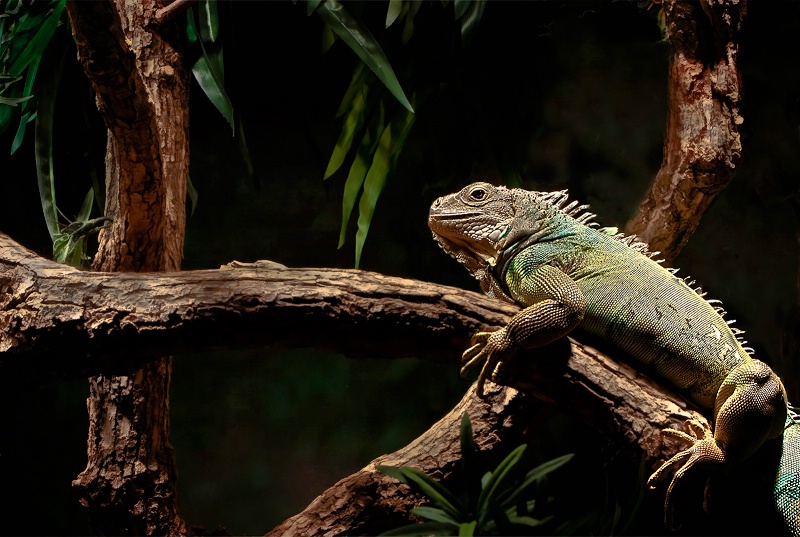 Iguana