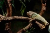 Iguana