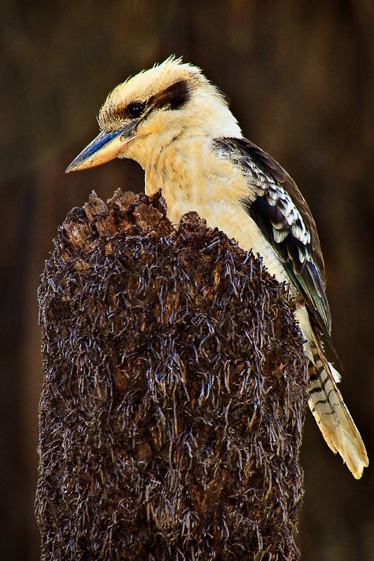 Kookaburra