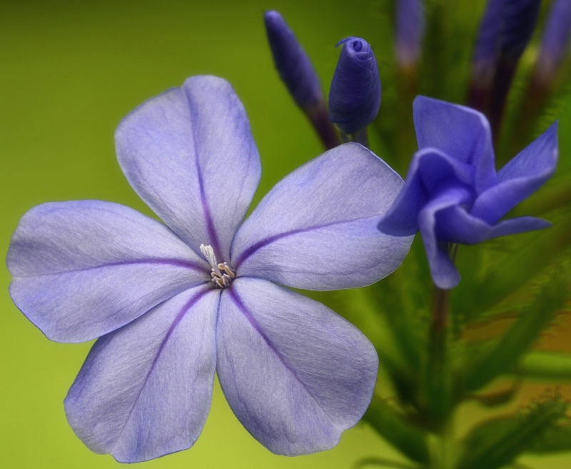 Plumbago Bloosoms