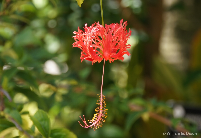 Japanese Lantern Hibiscus 