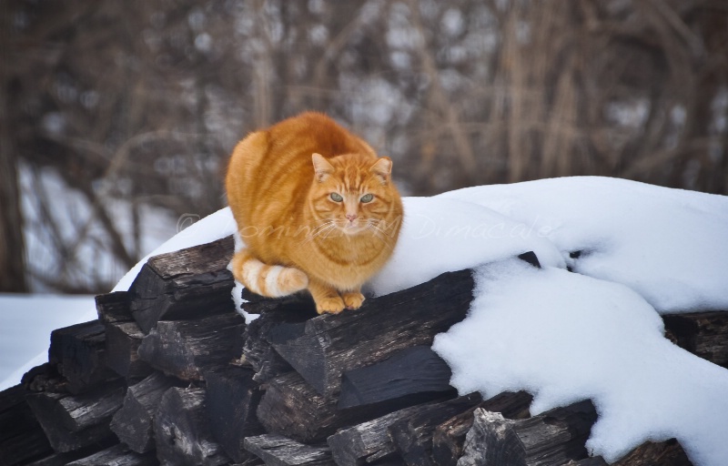 ~ ~ WINTER TIME WITH SPHINX ~ ~