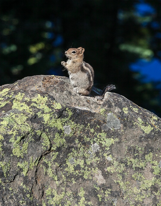 Little Poser - ID: 14639570 © Patricia A. Casey