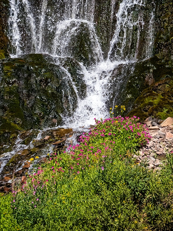 lower vidae falls and wildflowers 