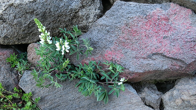 Lupine on the Rocks - ID: 14639572 © Patricia A. Casey