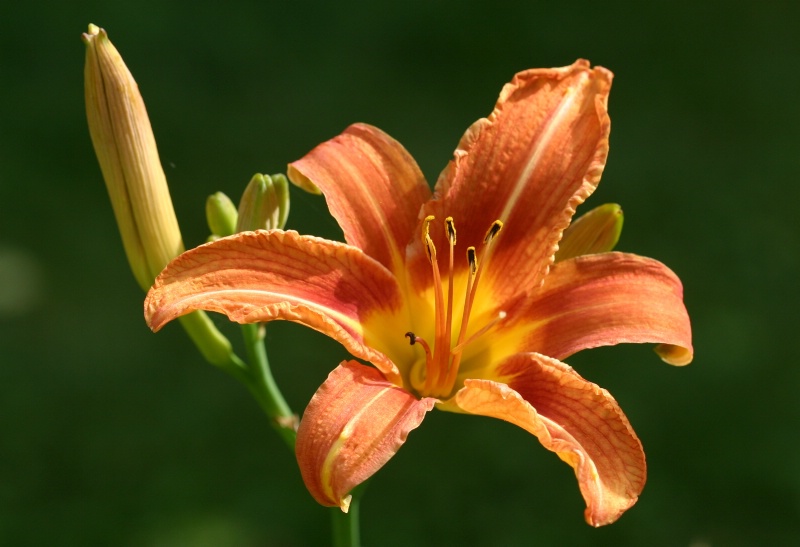 Tiger Lily