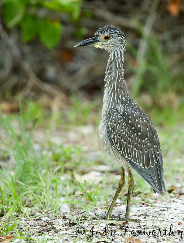 Juvenile Yellow-crowned Night Heron