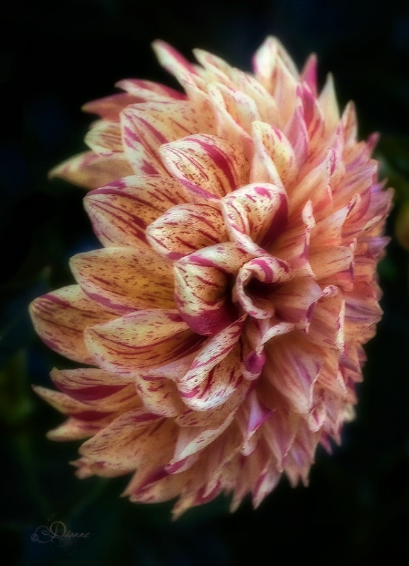 Dahlia