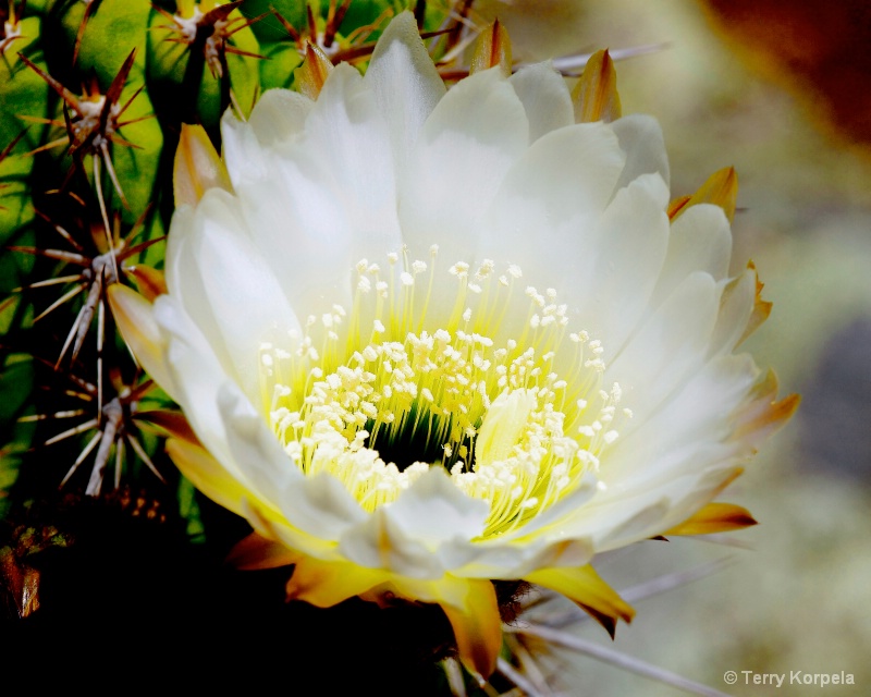 Berkeley Botanical Garden Cactus Flower - ID: 14640362 © Terry Korpela