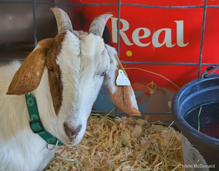The Real Goat