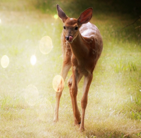  Young Whitetail 