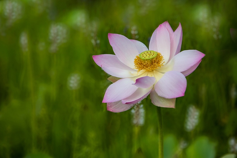 The Lotus Garden