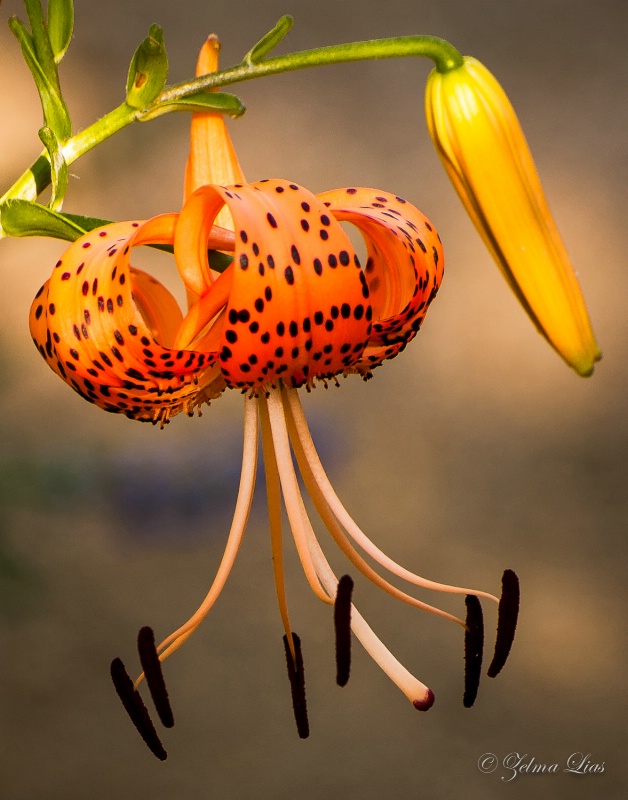 Tiger Lily