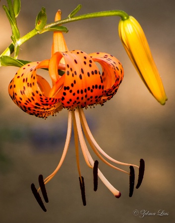 Tiger Lily