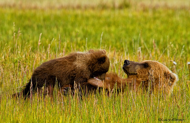 Nursing Bear Cub