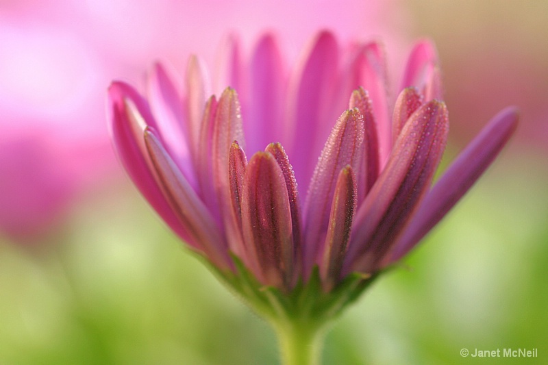 early morning osteospermum