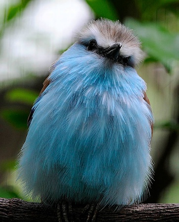 Racket Tailed Roller
