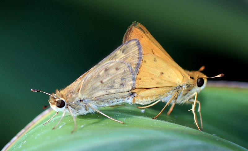 Butterfly Ballet